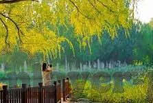 电玩城森林舞会单机-电玩城森林舞会，一场梦幻般的单机冒险